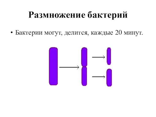 Размножение бактерий Бактерии могут, делится, каждые 20 минут.