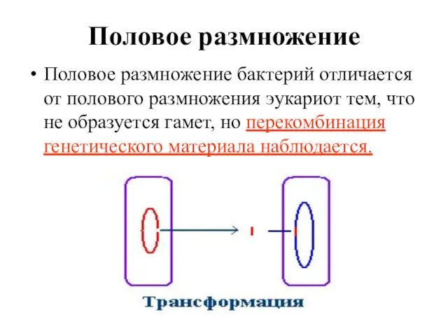 Половое размножение Половое размножение бактерий отличается от полового размножения эукариот