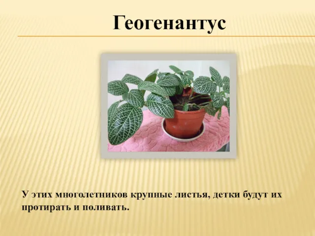 Геогенантус У этих многолетников крупные листья, детки будут их протирать и поливать.