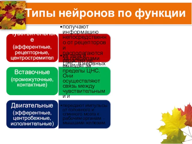 Типы нейронов по функции Чувствительные (афферентные, рецепторные, центростремительные) получают информацию