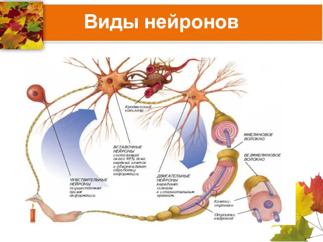 Виды нейронов