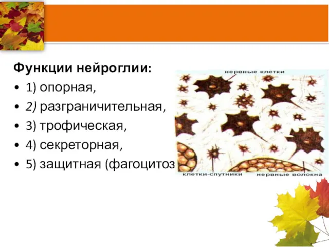 Функции нейроглии: 1) опорная, 2) разграничительная, 3) трофическая, 4) секреторная, 5) защитная (фагоцитоз).