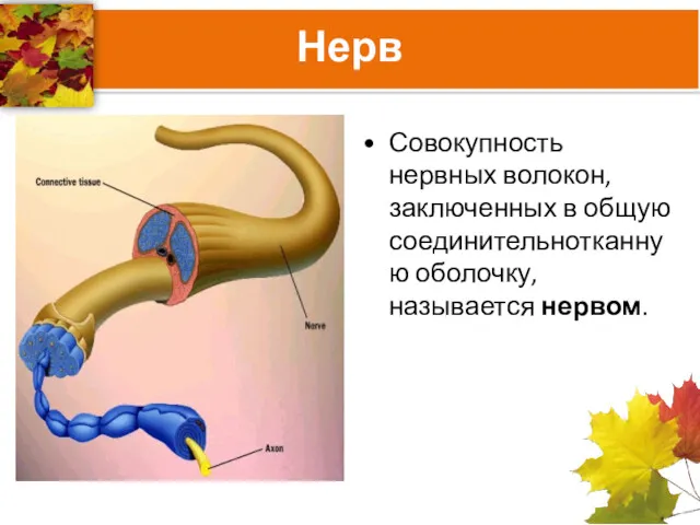 Нерв Совокупность нервных волокон, заключенных в общую соединительнотканную оболочку, называется нервом.