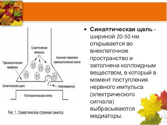 Синаптическая щель -шириной 20-50 нм открывается во внеклеточное пространство и