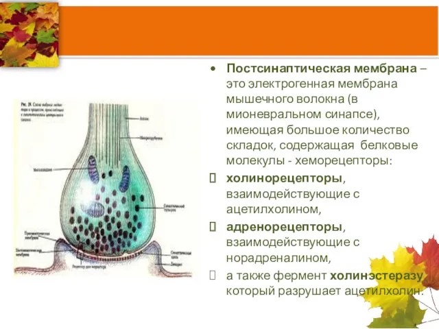 Постсинаптическая мембрана – это электрогенная мембрана мышечного волокна (в мионевральном