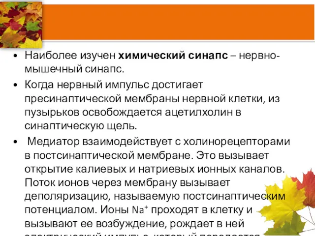 Наиболее изучен химический синапс – нервно-мышечный синапс. Когда нервный импульс