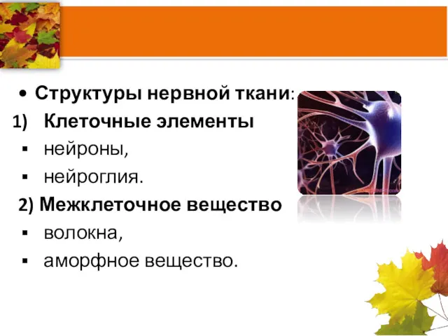 Структуры нервной ткани: Клеточные элементы нейроны, нейроглия. 2) Межклеточное вещество волокна, аморфное вещество.