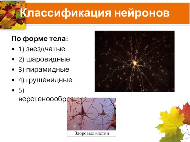 Классификация нейронов По форме тела: 1) звездчатые 2) шаровидные 3) пирамидные 4) грушевидные 5) веретеноообразные