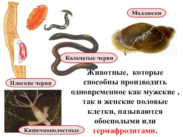 Животные, которые способны производить одновременное как мужские , так и