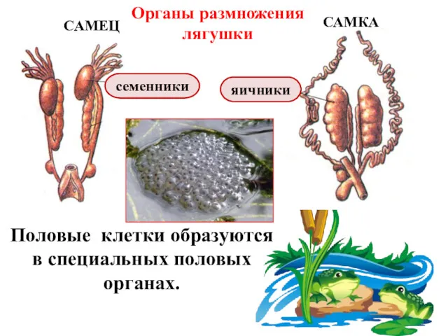 САМЕЦ САМКА Половые клетки образуются в специальных половых органах. яичники семенники Органы размножения лягушки