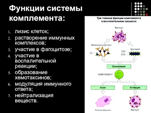 Функции системы комплемента: лизис клеток; растворение иммунных комплексов; участие в