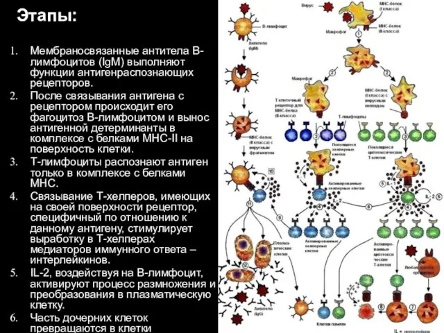 Мембраносвязанные антитела В-лимфоцитов (IgM) выполняют функции антигенраспознающих рецепторов. После связывания