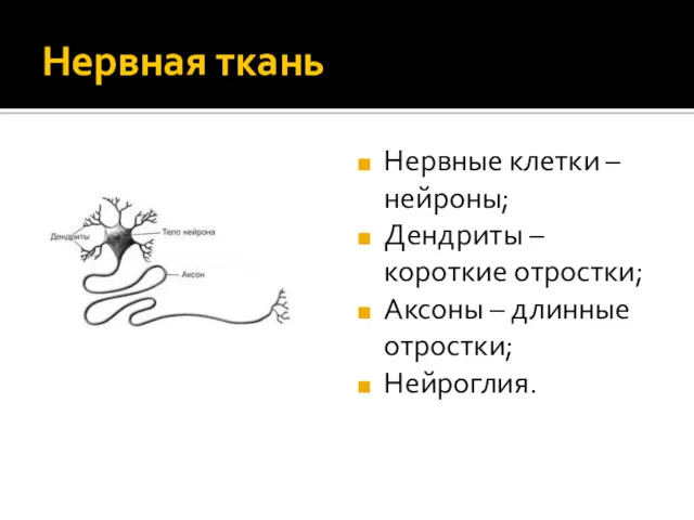 Нервная ткань Нервные клетки – нейроны; Дендриты – короткие отростки; Аксоны – длинные отростки; Нейроглия.
