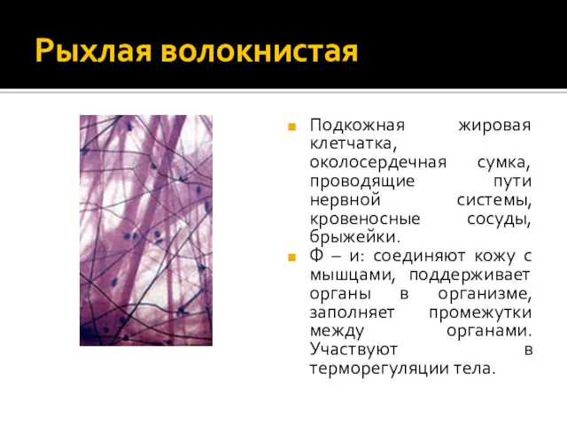 Рыхлая волокнистая Подкожная жировая клетчатка, околосердечная сумка, проводящие пути нервной