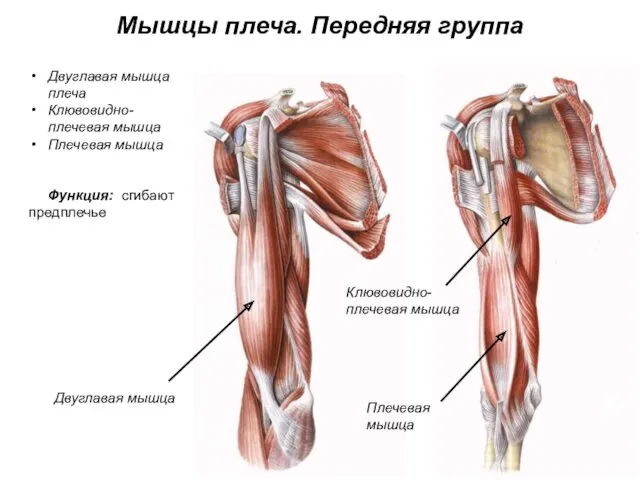Мышцы плеча. Передняя группа Двуглавая мышца плеча Клювовидно-плечевая мышца Плечевая мышца Функция: сгибают