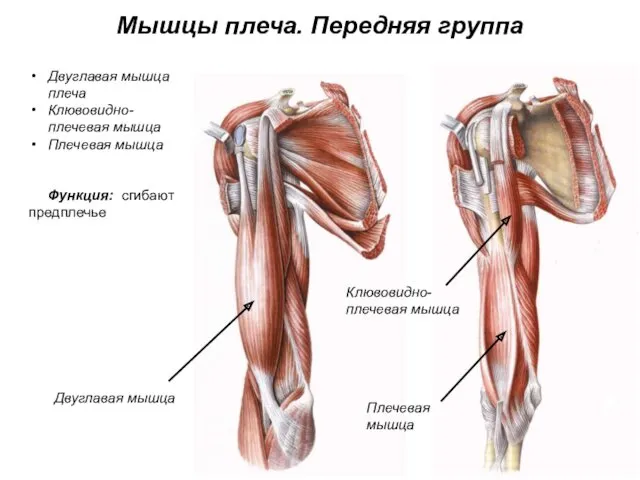 Мышцы плеча. Передняя группа Двуглавая мышца плеча Клювовидно-плечевая мышца Плечевая