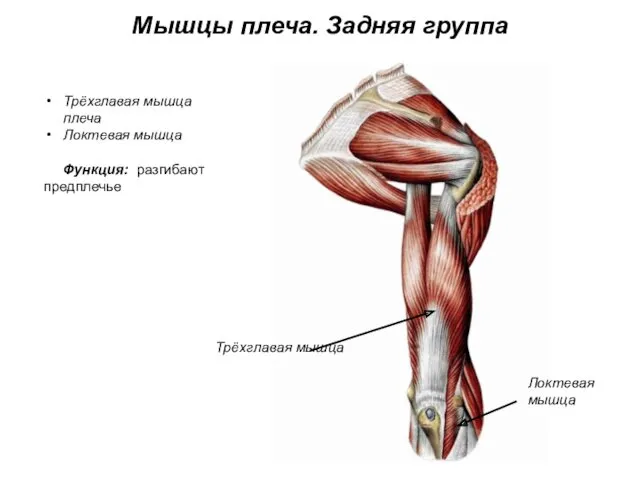 Мышцы плеча. Задняя группа Трёхглавая мышца плеча Локтевая мышца Функция: разгибают предплечье Трёхглавая мышца Локтевая мышца
