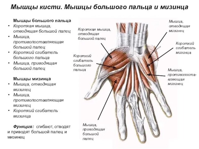 Мышцы кисти. Мышцы большого пальца и мизинца Мышцы большого пальца Короткая мышца, отводящая