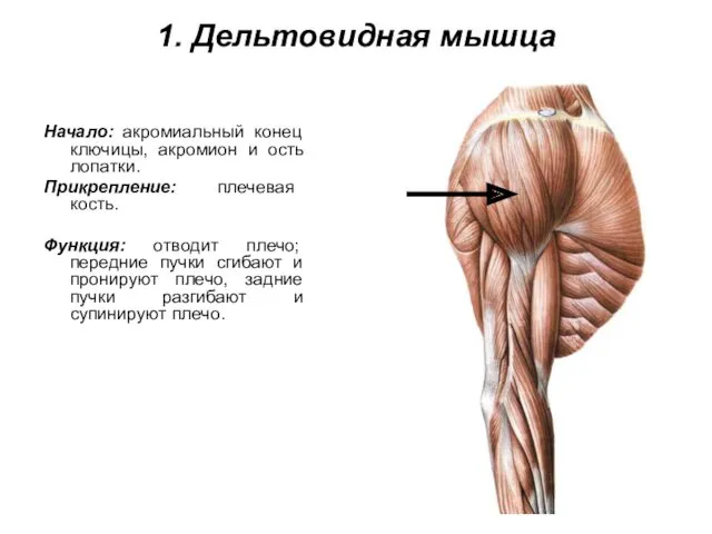 1. Дельтовидная мышца Начало: акромиальный конец ключицы, акромион и ость лопатки. Прикрепление: плечевая