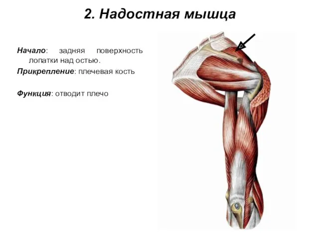 2. Надостная мышца Начало: задняя поверхность лопатки над остью. Прикрепление: плечевая кость Функция: отводит плечо