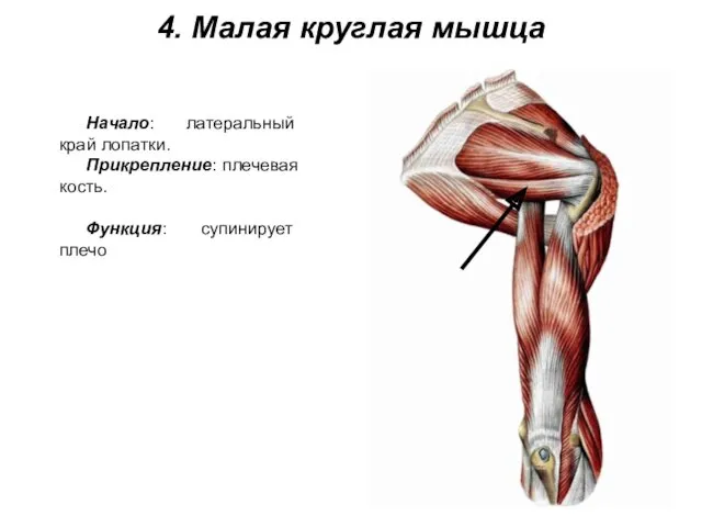 4. Малая круглая мышца Начало: латеральный край лопатки. Прикрепление: плечевая кость. Функция: супинирует плечо