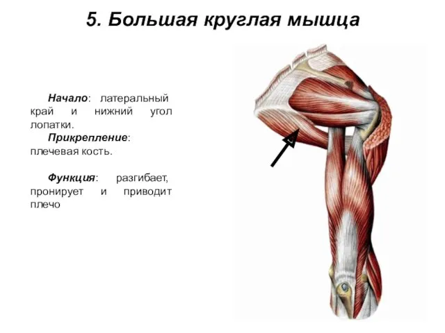 5. Большая круглая мышца Начало: латеральный край и нижний угол лопатки. Прикрепление: плечевая