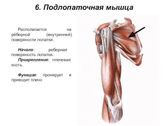 6. Подлопаточная мышца Располагается на рёберной (внутренней) поверхности лопатки. Начало: реберная поверхность лопатки.