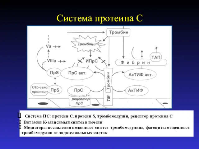 Система протеинa С Система ПС: протеин С, протеин S, тромбомодулин, рецептор протеина С