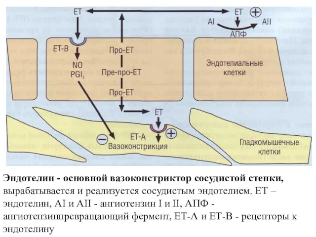 Эндотелин - основной вазоконстриктор сосудистой стенки, вырабатывается и реализуется сосудистым