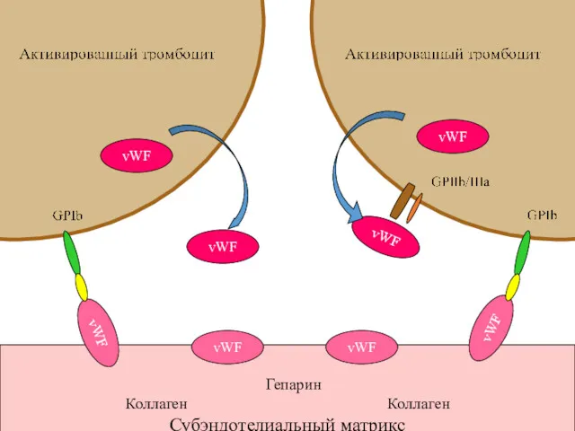 vWF vWF vWF vWF Гепарин Коллаген Коллаген Субэндотелиальный матрикс vWF vWF vWF vWF