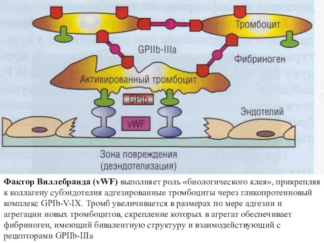 Фактор Виллебранда (vWF) выполняет роль «био­логического клея», прикрепляя к коллагену