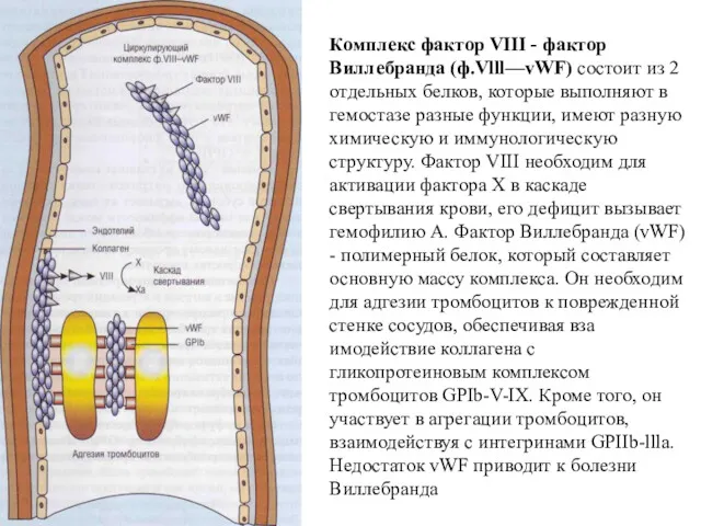 Комплекс фактор VIII - фактор Виллебранда (ф.Vlll—vWF) состоит из 2