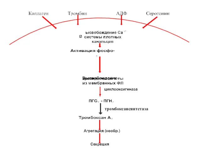 тромбоксансинтетаза
