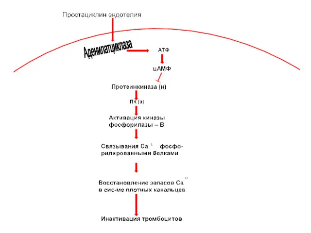 Аденилатциклаза