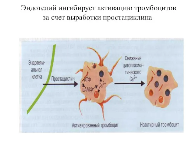 Эндотелий ингибирует активацию тромбоцитов за счет выработки простациклина