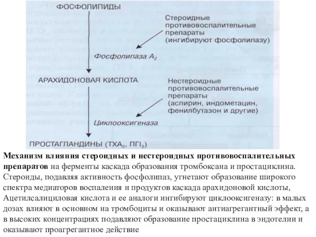 Механизм влияния стероидных и нестероидных противовоспалительных препаратов на ферменты кас­када