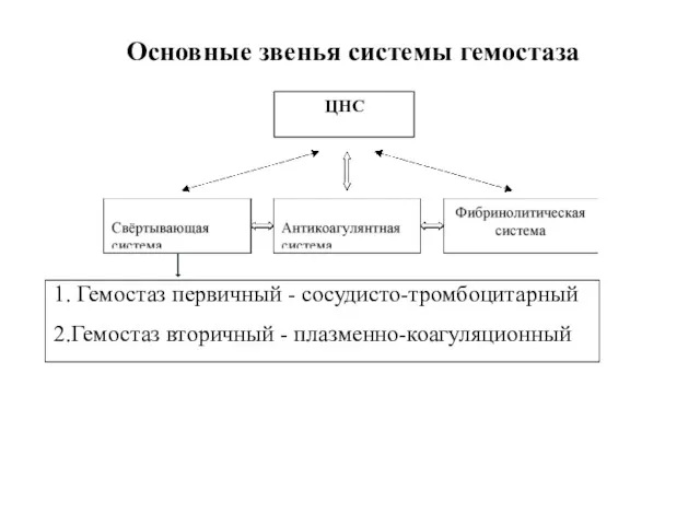 ЦНС Основные звенья системы гемостаза 1. Гемостаз первичный - сосудисто-тромбоцитарный 2.Гемостаз вторичный - плазменно-коагуляционный