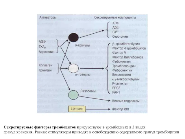 Секретируемые факторы тромбоцитов присут­ствуют в тромбоцитах в 3 видах гранул