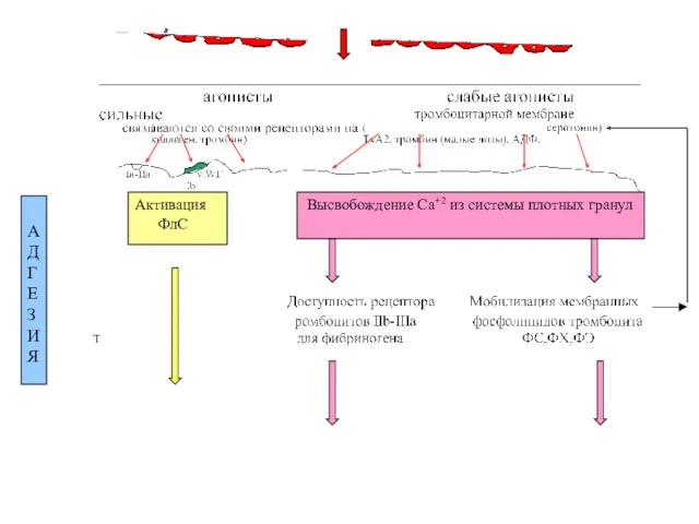 Активация ФлС Высвобождение Са+2 из системы плотных гранул А Д Г Е З И Я
