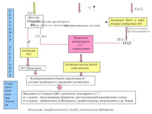 ФИ-4-Фт ФИ-4,5-Фт ФИ Активация ФлА2 и моби-лизация мембранных ФЛ Активация