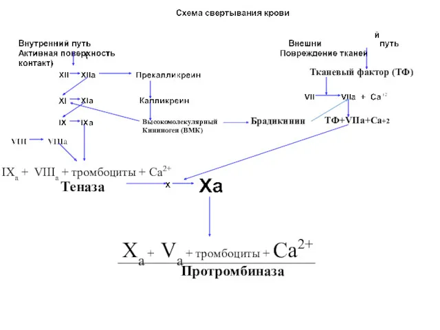 Ха + Vа + тромбоциты + Са2+ Протромбиназа Брадикинин Высокомолекулярный