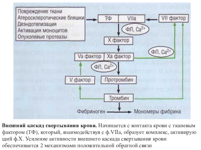 Внешний каскад свертывания крови. Начина­ется с контакта крови с тканевым