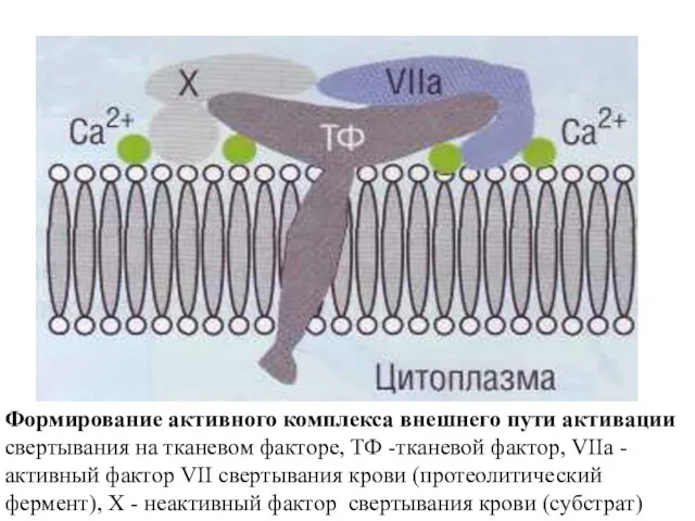 Формирование активного комплекса внешнего пути активации свертывания на тканевом факторе,