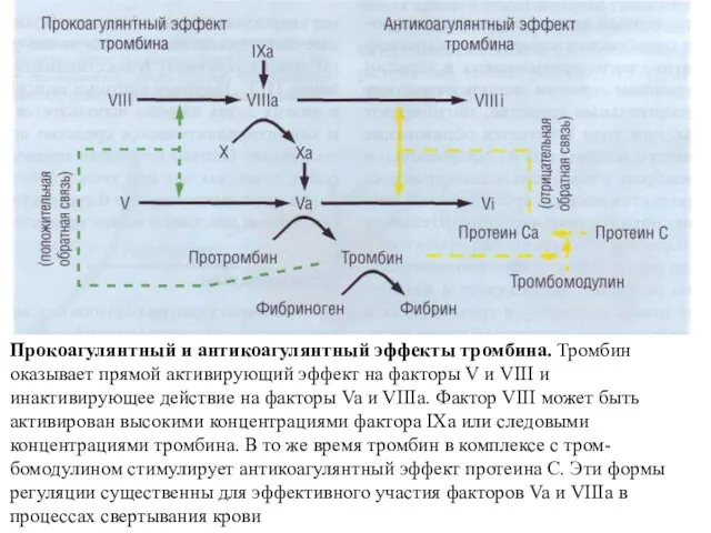 Прокоагулянтный и антикоагулянтный эффекты тромбина. Тромбин оказывает прямой активирующий эф­фект