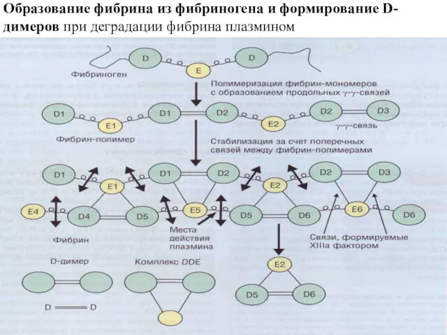 Образование фибрина из фибриногена и формирование D-димеров при деградации фибрина плазмином