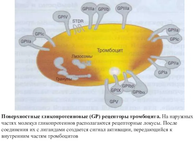 Поверхностные гликопротеиновые (GP) рецеп­торы тромбоцита. На наружных частях молекул гликопротеинов