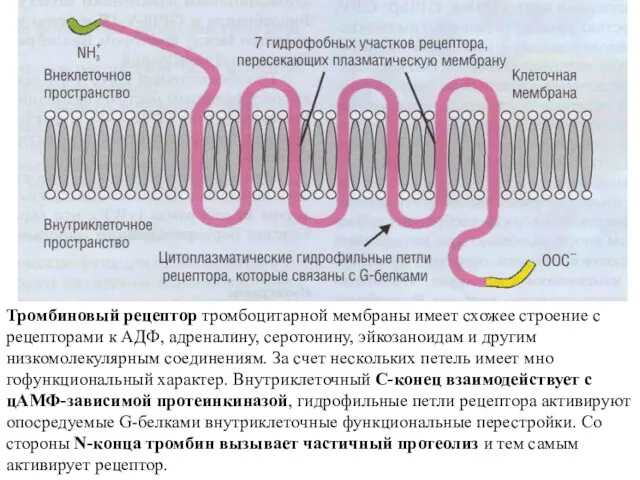 Тромбиновый рецептор тромбоцитарной мембраны имеет схожее строение с рецепторами к