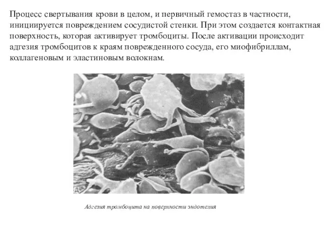 Адгезия тромбоцита на поверхности эндотелия Процесс свертывания крови в целом,