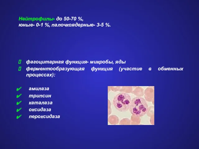 Нейтрофилы- до 50-70 %, юные- 0-1 %, палочкоядерные- 3-5 %.