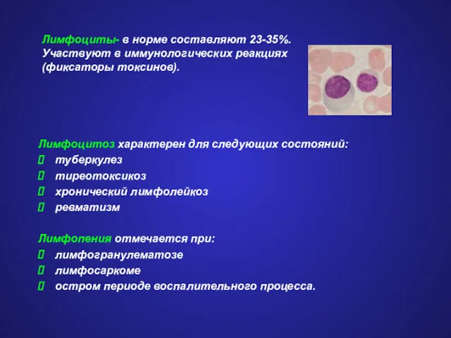 Лимфоциты- в норме составляют 23-35%. Участвуют в иммунологических реакциях (фиксаторы